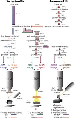 Electron Microscopy Techniques for Investigating Structure and Composition of Hair-Cell Stereociliary Bundles
